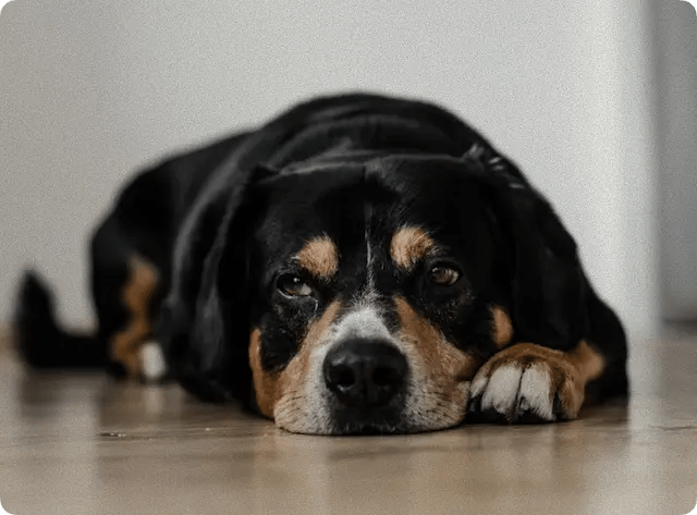 Calm dog resting on floor — Toledo OH veterinary care at Graber's Animal Hospital