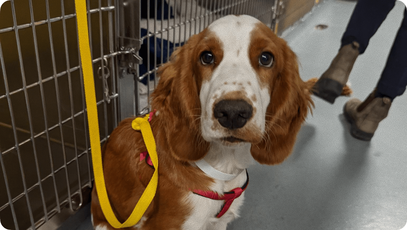 Dog on leash at Graber's Animal Hospital Toledo OH