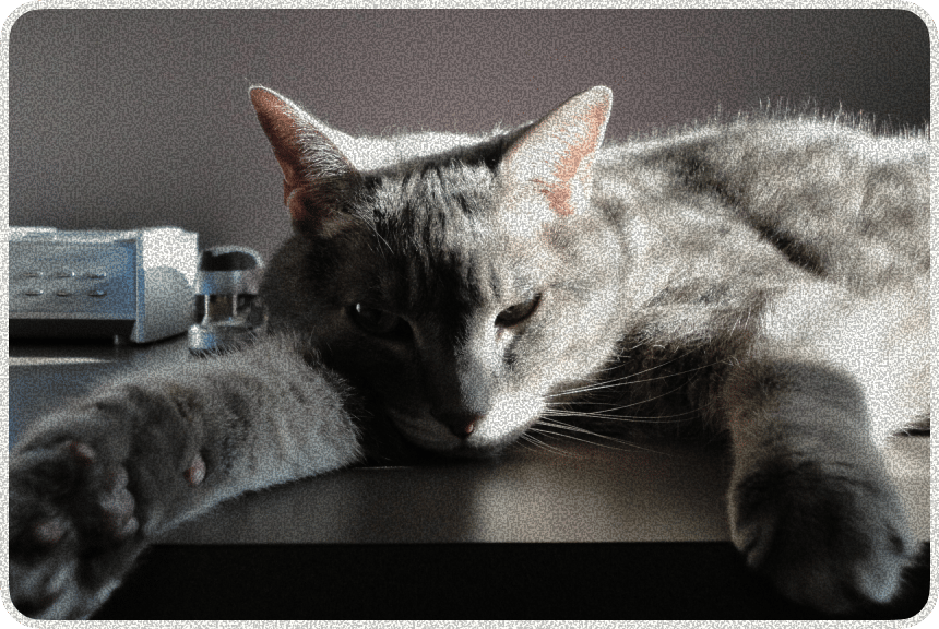 Gray cat resting during veterinary visit at Graber's Animal Hospital Toledo OH