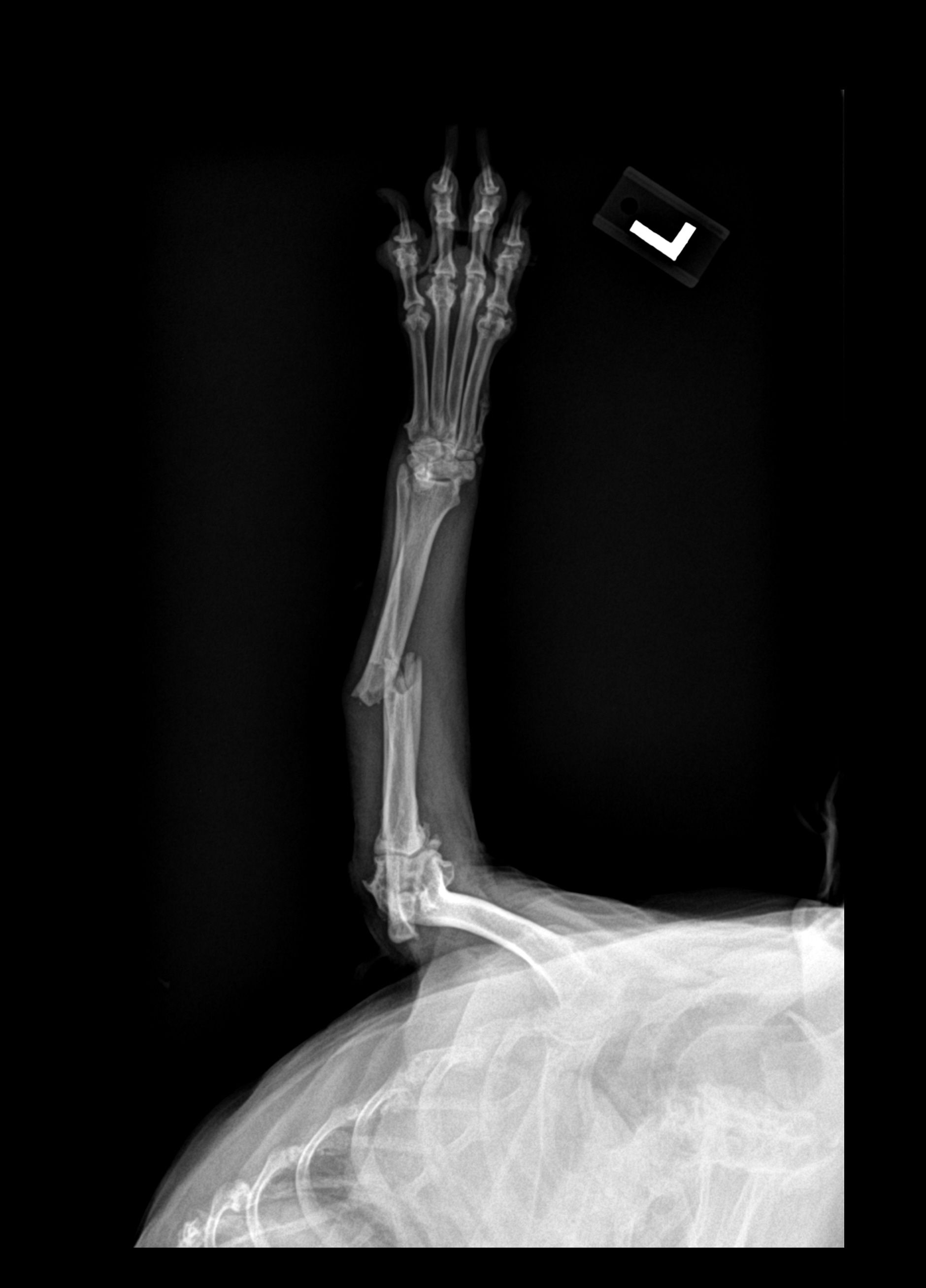 Digital X-ray showing dog leg fracture diagnosed at Graber's Animal Hospital Toledo OH