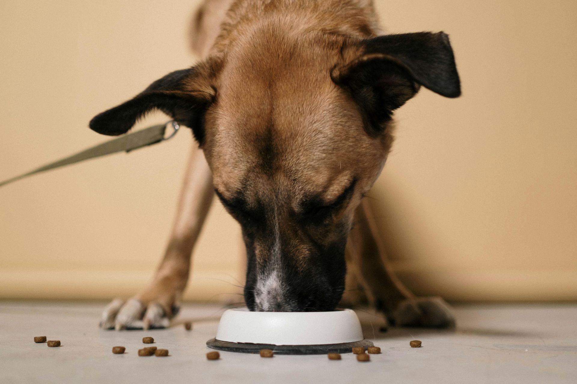 Mixed breed dog eating from bowl — veterinary nutrition counseling at Graber's Animal Hospital Toledo OH