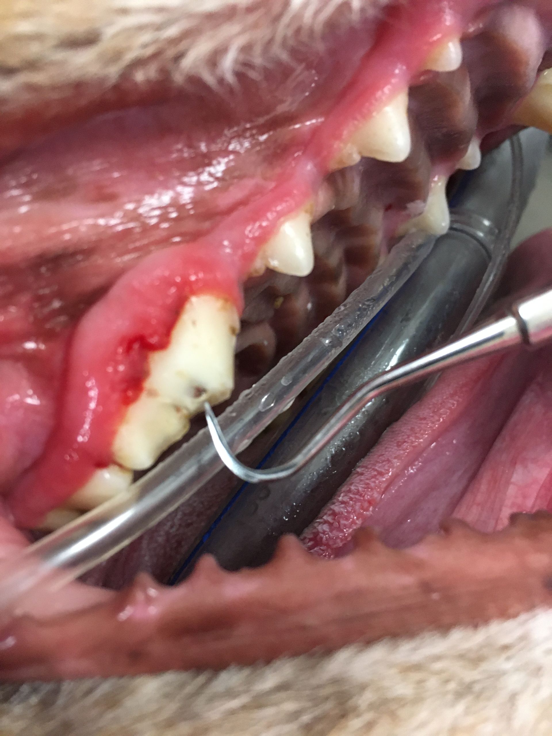 Veterinarian performing dental cleaning and tooth extraction on dog at Graber's Animal Hospital Toledo OH