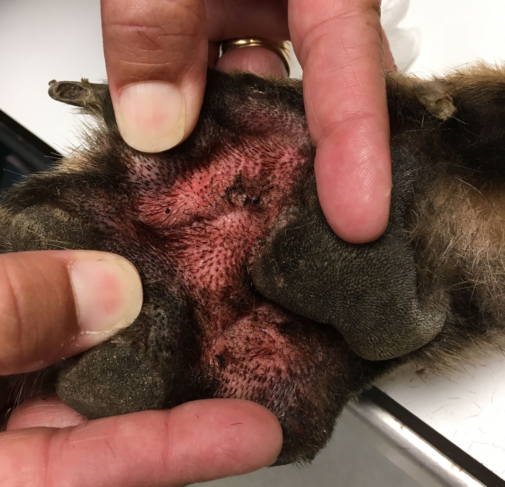 Veterinarian examining dog paw with severe allergic skin irritation at Graber's Animal Hospital Toledo OH