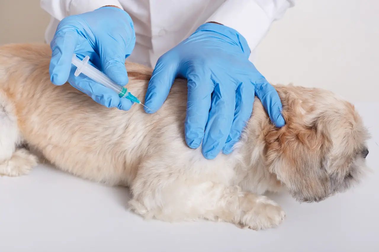 Veterinarian giving vaccine injection to small dog — Toledo OH pet vaccinations at Graber's Animal Hospital