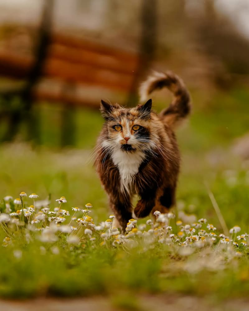 Senior cat walking through flowers — end of life care at Graber's Animal Hospital Toledo Ohio