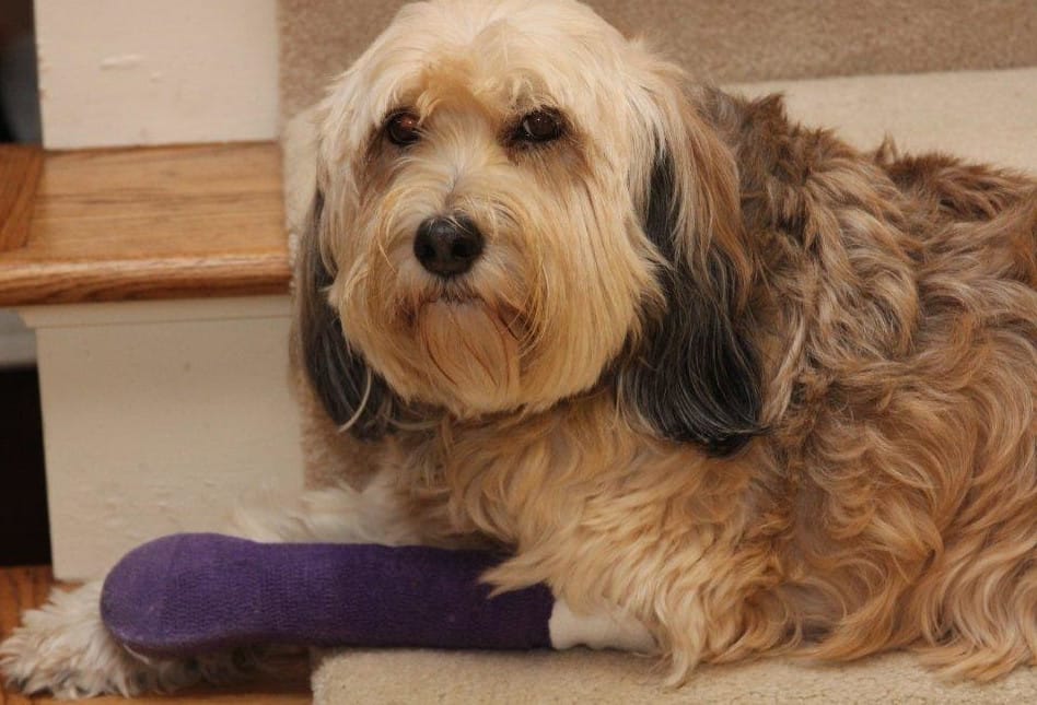 Dog resting with purple leg cast — wellness exam and veterinary care at Graber's Animal Hospital Toledo OH