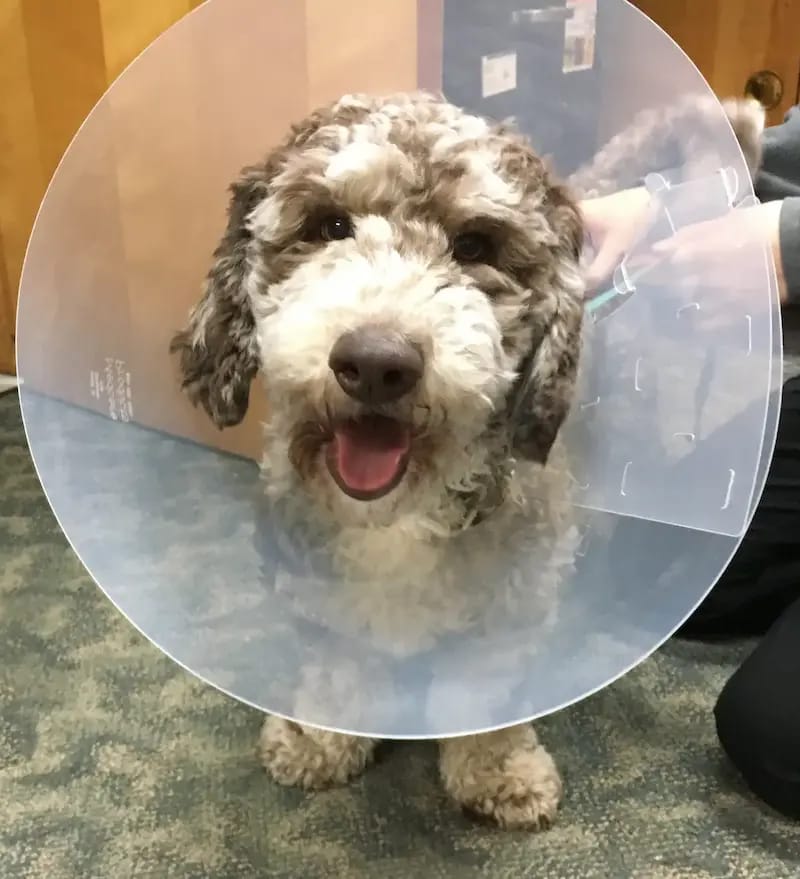 Happy doodle dog wearing recovery cone after surgery — surgical care at Graber's Animal Hospital Toledo OH