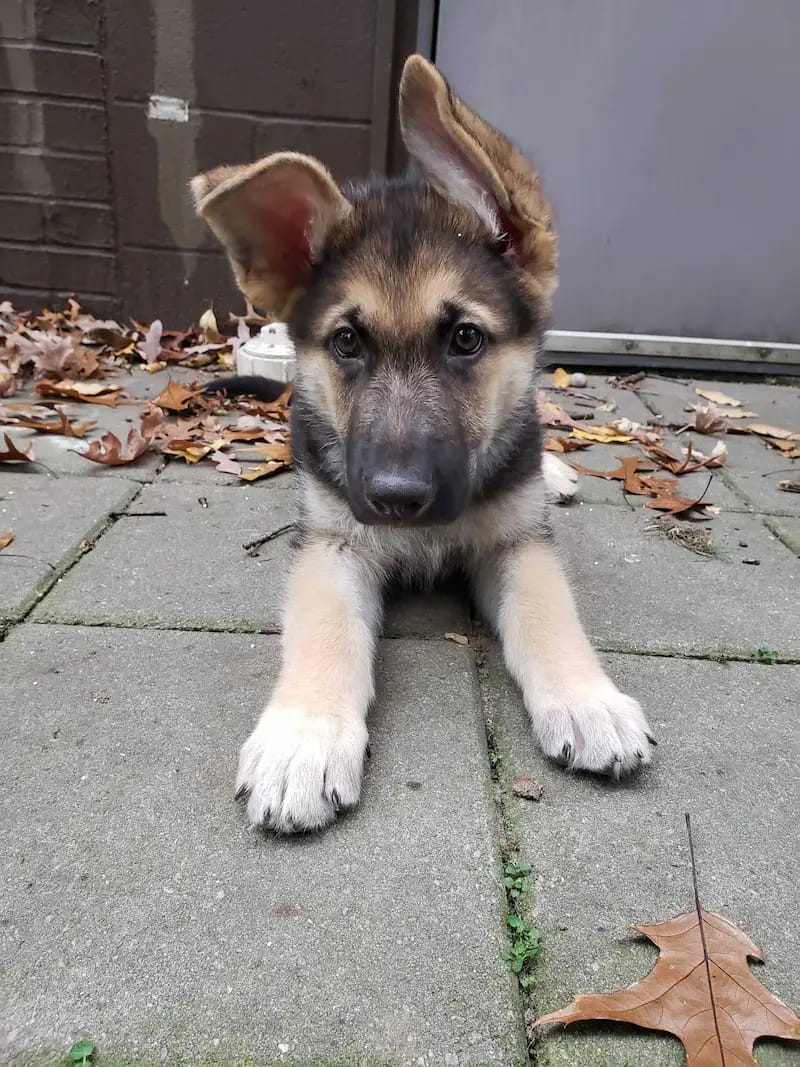 An adorable German Shepherd puppy lying on a paved patio with asymmetrical ears, ready for its new puppy wellness exam at Graber's Animal Hospital in Toledo.