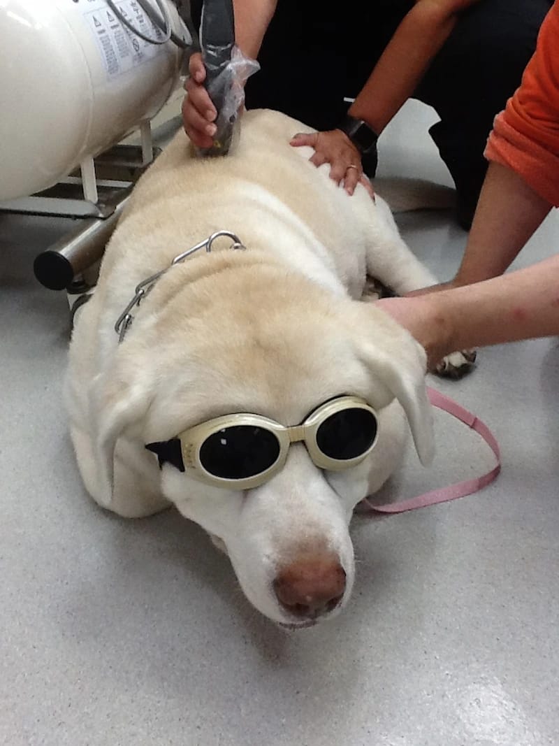 A yellow Labrador Retriever wears protective goggles while getting a laser therapy treatment for pain relief at Graber's Animal Hospital in Toledo Ohio.