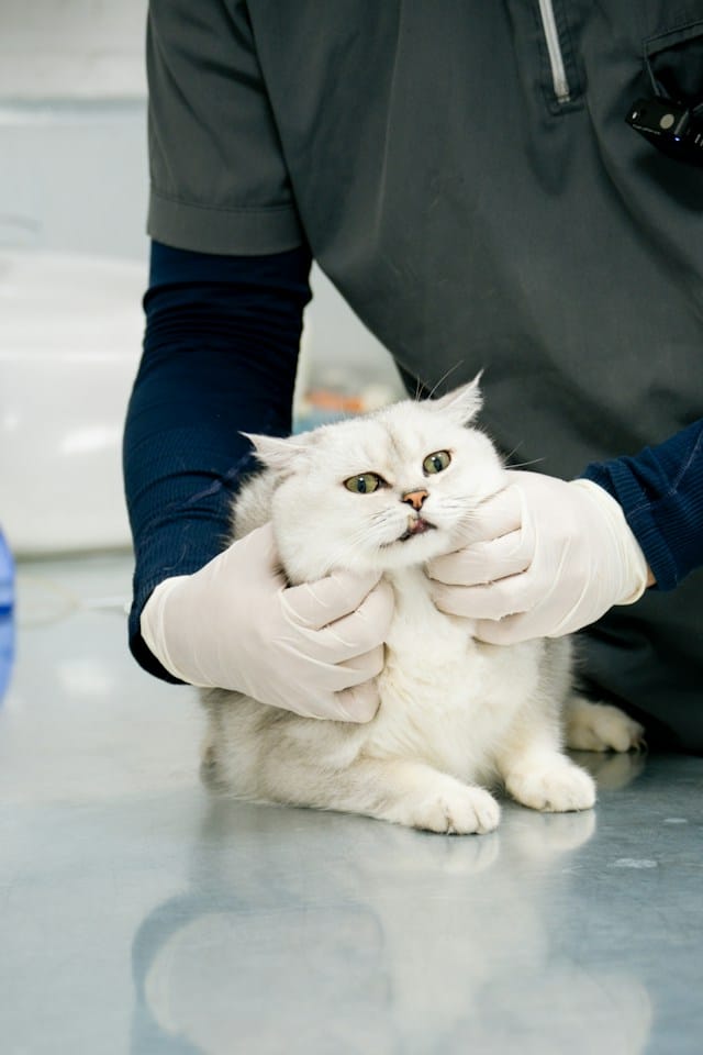 Senior cat walking through flowers — end of life care at Graber's Animal Hospital Toledo Ohio