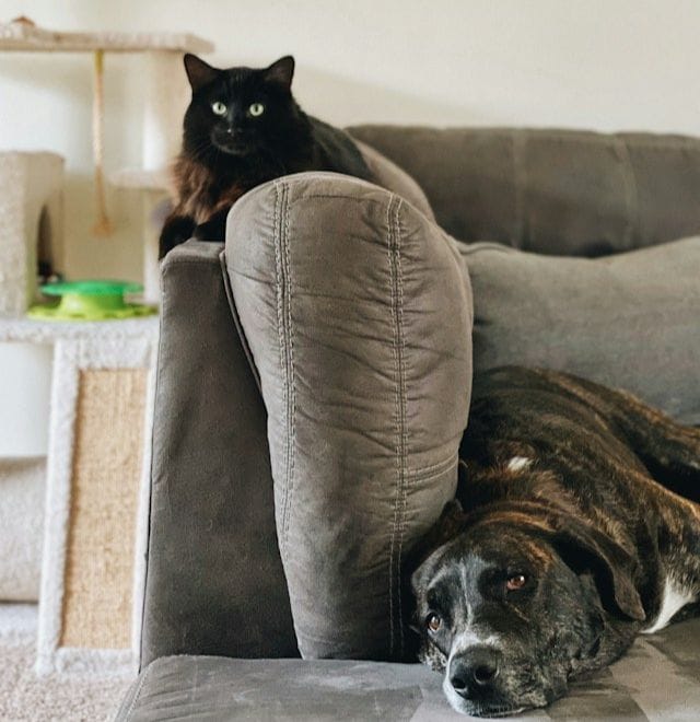 Senior Cat and Dog Care