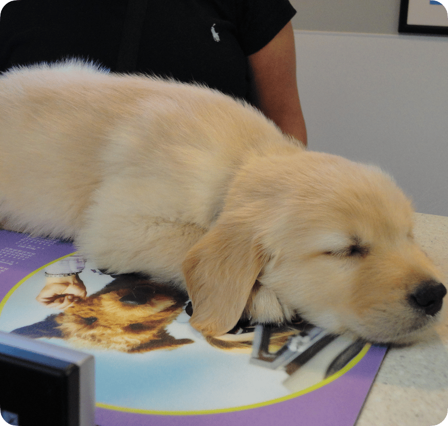 Yellow Lab puppy resting on exam table at Graber's Animal Hospital Toledo OH