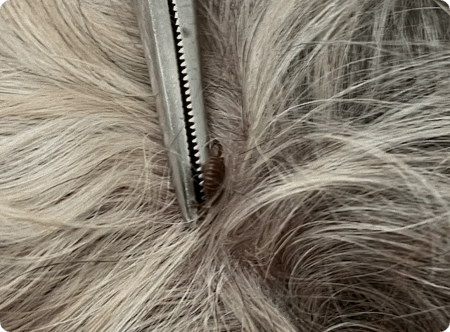 Tick found in dog's fur — parasite prevention at Graber's Animal Hospital Toledo OH